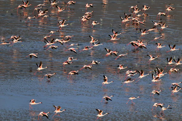 Colony Flamingos Flying Natron Lake Lesser Flamingo Scientific Name Phoenicoparrus — Stock Photo, Image
