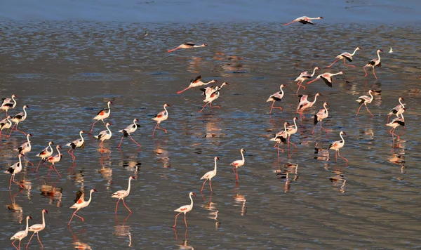 Lesser Flamingos Επιστημονική Ονομασία Phoenicoparrus Ήσσονος Σημασίας Φλαμίνγκο Στο Νερό — Φωτογραφία Αρχείου