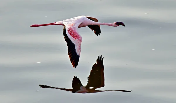 Flamant Volant Dessus Eau Lac Natron Petit Flamant Rose Nom — Photo