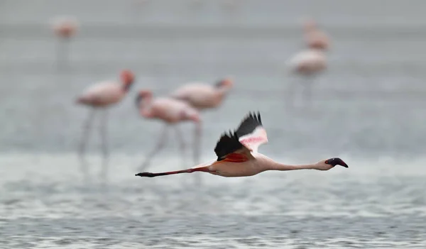 Flamingo Vliegen Het Water Van Lake Natron Mindere Flamingo Wetenschappelijke — Stockfoto