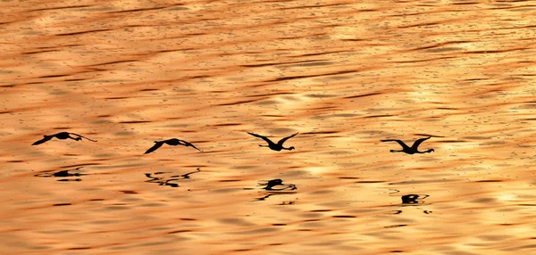 Lesser Flamingos Scientific Name Phoenicoparrus Minor Flying Flamingos Golden Water — Stock Photo, Image