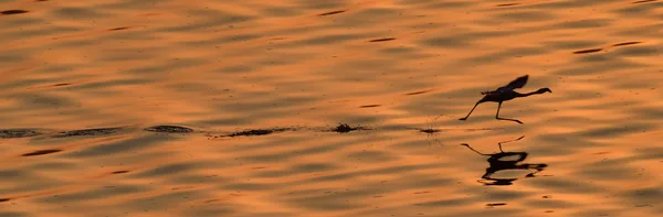 Flamingo Volador Sobre Agua Dorada Del Lago Natron Atardecer Vista —  Fotos de Stock