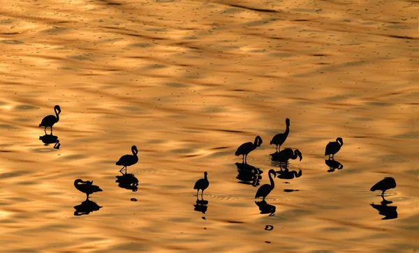 Kisebb Flamingók Tudományos Név Phoenicoparrus Kisebb Flamingók Golden Víz Nátron — Stock Fotó