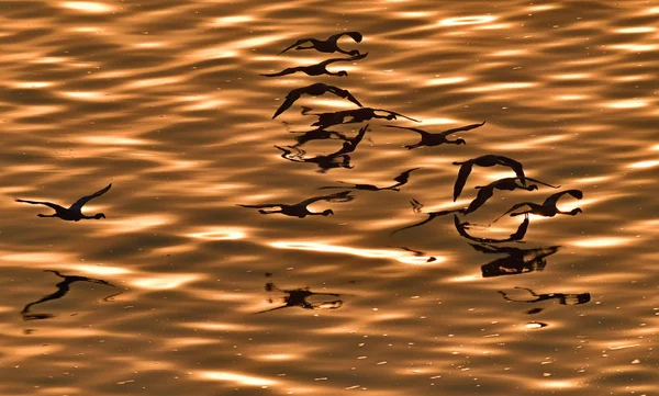 较小的火烈鸟 科学名称 Phoenicoparrus 纳特龙湖的金色水面上的火烈鸟在日落时分飞过 从上面 — 图库照片