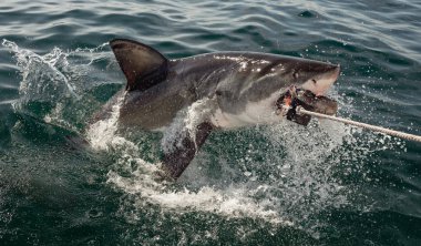 Büyük beyaz köpekbalığı okyanus su bir saldırı açık ağızlı (Carcharodon carcharias). Bir büyük beyaz köpekbalığı (Carcharodon carcharias) avcılık. Güney Afrika.