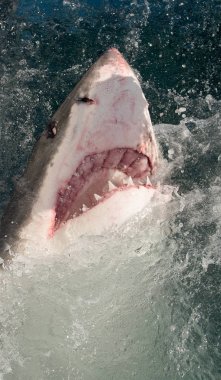 Büyük beyaz köpekbalığı okyanus su bir saldırı açık ağızlı (Carcharodon carcharias). Bir büyük beyaz köpekbalığı (Carcharodon carcharias) avcılık. Güney Afrika.