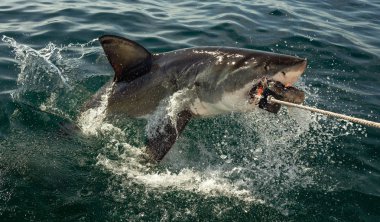 Büyük beyaz köpekbalığı okyanus su bir saldırı açık ağızlı (Carcharodon carcharias). Bir büyük beyaz köpekbalığı (Carcharodon carcharias) avcılık. Güney Afrika.