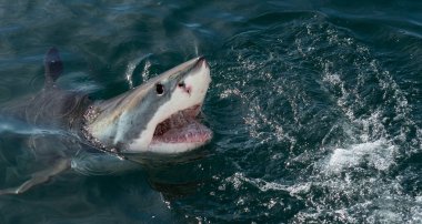 Büyük beyaz köpekbalığı okyanus su bir saldırı açık ağızlı (Carcharodon carcharias). Bir büyük beyaz köpekbalığı (Carcharodon carcharias) avcılık. Güney Afrika.