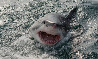 Büyük beyaz köpekbalığı okyanus su bir saldırı açık ağızlı (Carcharodon carcharias). Bir büyük beyaz köpekbalığı (Carcharodon carcharias) avcılık. Güney Afrika.