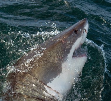 Büyük beyaz köpekbalığı (Carcharodon carcharias) okyanus su bir saldırı. Bir büyük beyaz köpekbalığı (Carcharodon carcharias) avcılık. Güney Afrika.