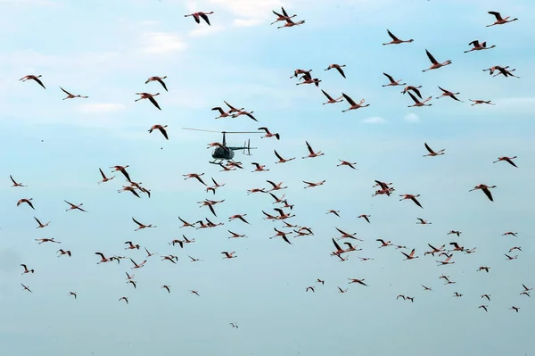 Helicóptero Voa Através Bando Flamingos Fundo Azul Céu Natron Lake — Fotografia de Stock