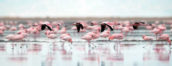 Colonia Fenicotteri Che Volano Sul Lago Natron Fenicottero Minore Nome — Foto Stock