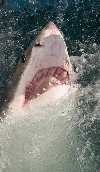 偉大な白いサメ ホオジロザメ 海の水攻撃で口を開けて 偉大な白いサメ ホオジロザメ の狩猟 南アフリカ — ストック写真