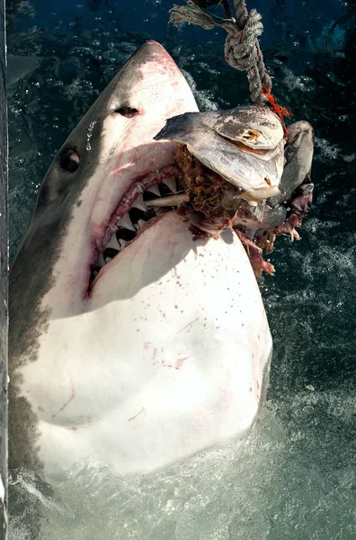 大白鲨张开嘴 Carcharodon Carcharias 在海水中攻击 狩猎大白鲨 Carcharodon Carcharias — 图库照片