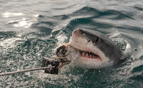 Great white shark with open mouth (Carcharodon carcharias) in ocean water an attack. Hunting of a Great White Shark (Carcharodon carcharias). South Africa.