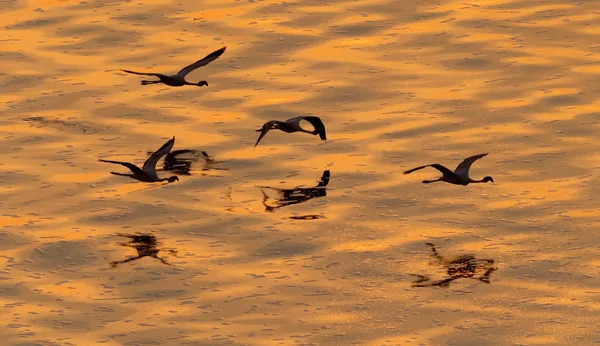 Lesser Flamingos Scientific Name Phoenicoparrus Minor Flying Flamingos Golden Water — Stock Photo, Image