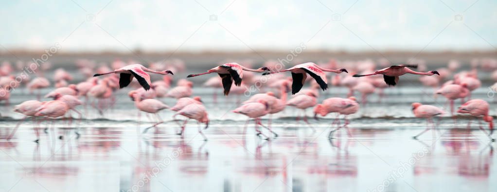 Colony of Flamingos flying on the Natron lake. Lesser Flamingo Scientific name: Phoenicoparrus minor. Tanzania Africa.