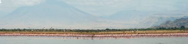 Flamingolar kolonisi Natron Gölü üzerinde. Küçük Flamingo bilimsel adı: Phoenicoparrus küçük. Panorama. Tanzanya.