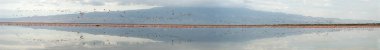 Flamingolar kolonisi Natron Gölü üzerinde. Küçük Flamingo bilimsel adı: Phoenicoparrus küçük. Panorama. Tanzanya.