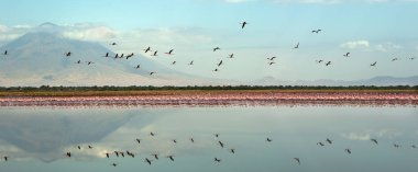 Flamingolar kolonisi Natron Gölü üzerinde. Küçük Flamingo bilimsel adı: Phoenicoparrus küçük. Panorama. Tanzanya.