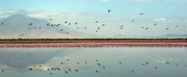 Kolonii Flamingów Nad Jezioro Natron Małopolskie Flamingo Naukowe Nazwisko Phoenicoparrus — Zdjęcie stockowe