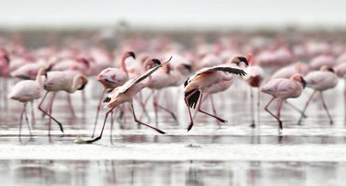 Tanzanya Afrika Rift Valley Natron Gölü flamingolar kolonisi. Bilimsel adı: Phoenicoparrus küçük.