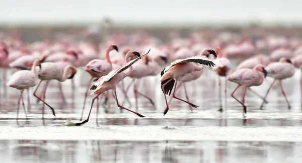 탄자니아 아프리카에서 리프트 계곡에 호수에는 홍학의 식민지 과학적인 Phoenicoparrus — 스톡 사진