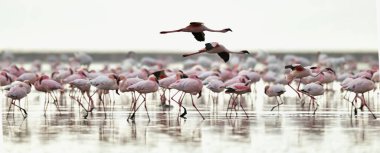Tanzanya Afrika Rift Valley Natron Gölü flamingolar kolonisi. Bilimsel adı: Phoenicoparrus küçük.
