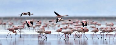 Tanzanya Afrika Rift Valley Natron Gölü flamingolar kolonisi. Bilimsel adı: Phoenicoparrus küçük.