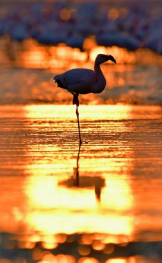 Flamingo şafakta silüeti. Flamingo Natron Gölü su gündoğumu, üzerinde. Küçük flamingo. Bilimsel adı: Phoenicoparrus küçük. Tanzanya
