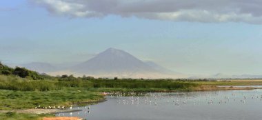 Flamingolar uçuş sürüsü. Flamingolar Gölü Natron uçmak. Volkan Langai arka planda. Küçük flamingo. Bilimsel adı: Phoenicoparrus küçük. Tanzanya.