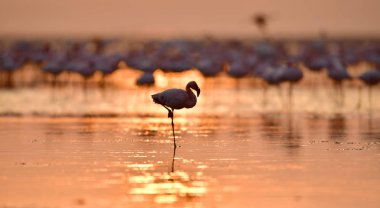 Flamingo Tanzanya Afrika Rift Valley Natron Gölü üzerinde. Bilimsel adı: Phoenicoparrus küçük.