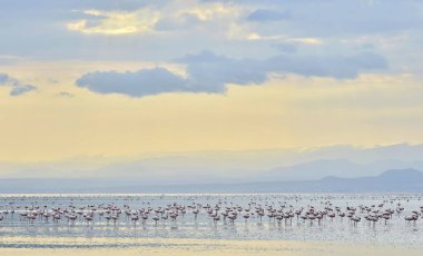 Tanzanya Afrika Rift Valley Natron Gölü flamingolar kolonisi. Bilimsel adı: Phoenicoparrus küçük.