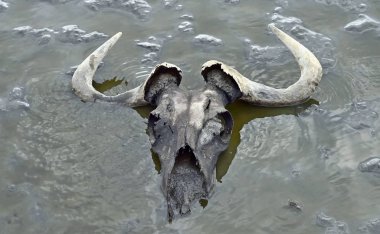 Kafatası wildebeest sığ suda çamur içinde. Natron Gölü. Tanzanya