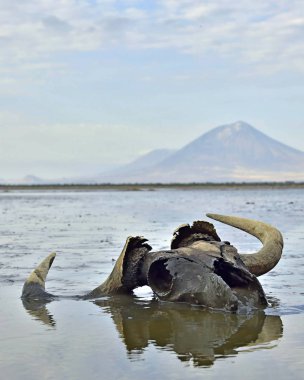 Kafatası wildebeest çamur üzerine sığ su içinde. Arka planda bir volkan Langai gibi. Natron Gölü. Tanzanya