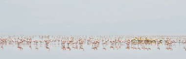 Tanzanya Afrika Rift Valley Natron Gölü flamingolar kolonisi. Bilimsel adı: Phoenicoparrus küçük.