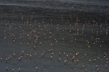 Küçük flamingo. Bilimsel adı: Phoenicoparrus küçük. Flamingolar Natron Gölü su gün batımında. Havadan görünümü. Yukarıdan