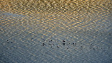Küçük flamingo. Bilimsel adı: Phoenicoparrus küçük. Flamingolar Natron Gölü su gün batımında. Havadan görünümü. Yukarıdan