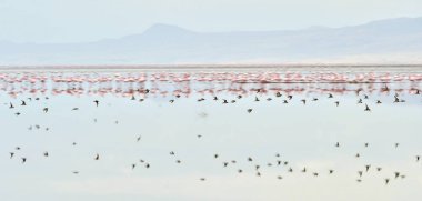 Natron Gölü üzerinde uçan flamingolar kolonisi. Küçük Flamingo bilimsel adı: Phoenicoparrus küçük. Tanzanya Afrika.