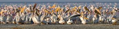 Büyük beyaz pelikan shore Natron Gölü. Bilimsel adı: Pelecanus onocrotalus. Natron Gölü. Tanzanya.