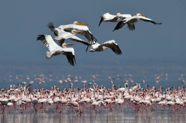 Büyük beyaz pelikan sürüsü daha az flamingolar koloni üzerinde uçar. Bilimsel adı: Pelecanus onocrotalus. Natron Gölü. Tanzanya.