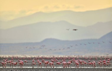 Tanzanya Afrika Rift Valley Natron Gölü flamingolar kolonisi. Bilimsel adı: Phoenicoparrus küçük.