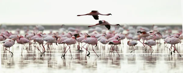 Colônia Flamingos Lago Natron Vale Rift Tanzânia África Nome Científico — Fotografia de Stock