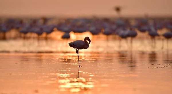 Sylwetka Flamingo Świcie Flamingo Wody Jeziora Natron Wschodzie Słońca Flaming — Zdjęcie stockowe