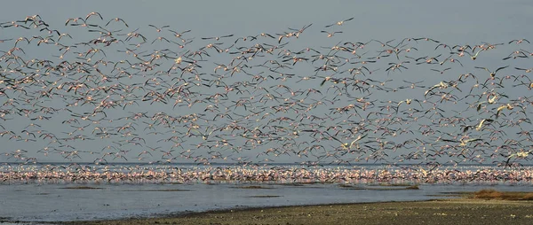 Flamingos Flyga Över Den Lake Natron Bergen Bakgrunden Mindre Flamingo — Stockfoto