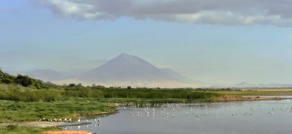 Flock Flamingos Flight Flamingos Fly Lake Natron Volcano Langai Background — Stock Photo, Image