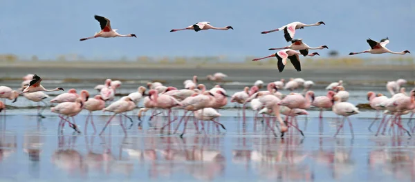 Kolonie Von Flamingos Auf Dem Natronsee Rift Valley Tansania Afrika — Stockfoto