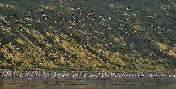 Colony Flamingos Natron Lake Rift Valley Tanzania Africa Scientific Name — Stock Photo, Image