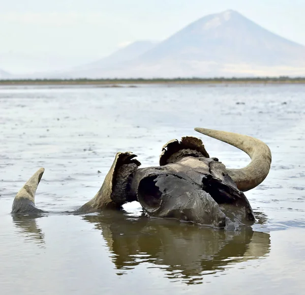 Skull Wildebeest Mud Shallow Water Background Volcano Langai Lake Natron — Stock Photo, Image