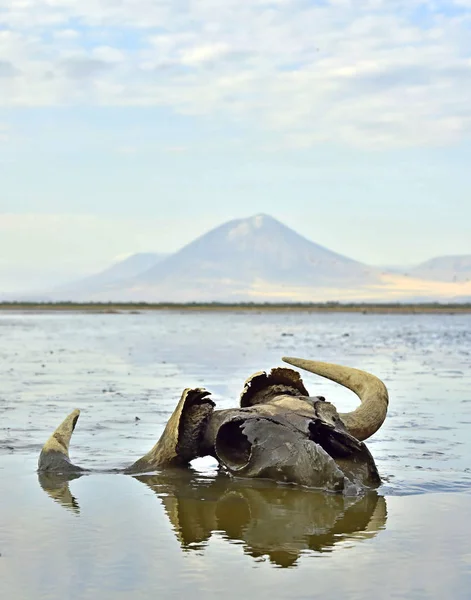 Lebky Pakoně Bahně Mělké Vodě Pozadí Sopka Langai Jezero Natron — Stock fotografie